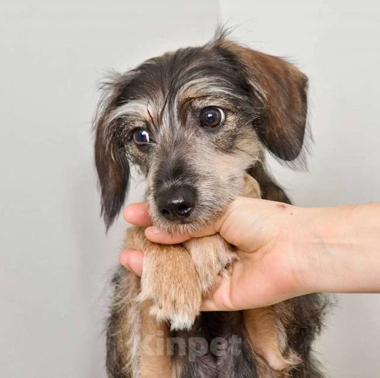 Собаки в Лосином-Петровском: Серафима якутенок ппбж Девочка, Бесплатно - фото 6