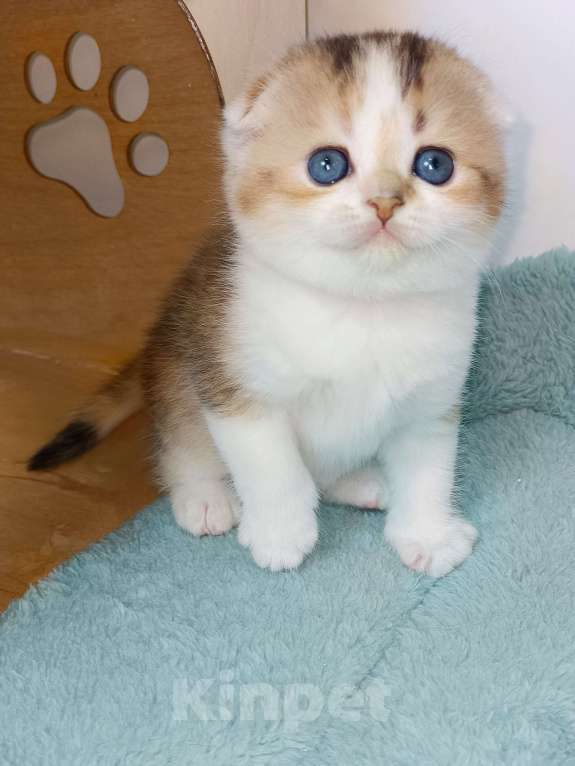 Кошки в Москве: Гахëн Девочка, 50 000 руб. - фото 4