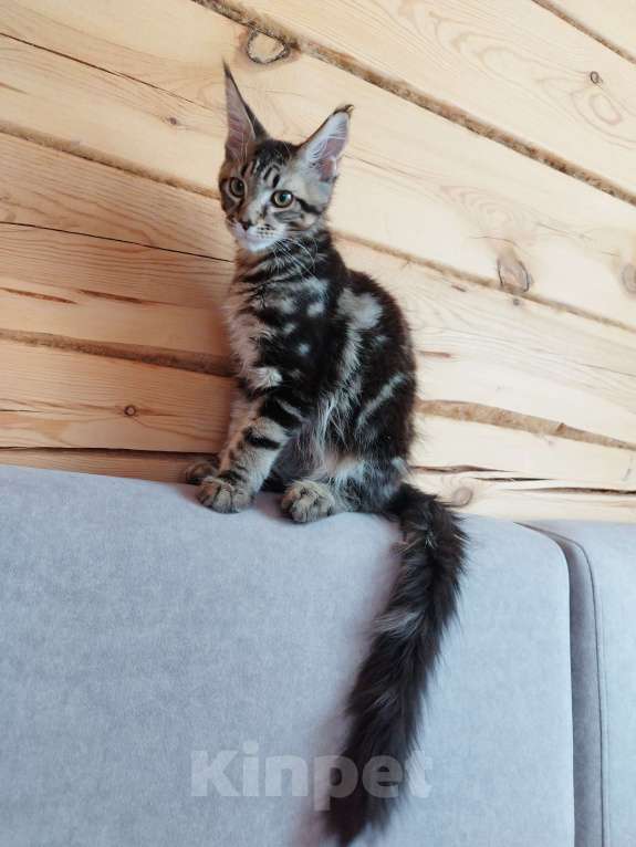 Кошки в Чите: Продается котенок мейнкун Мальчик, 30 000 руб. - фото 5