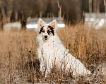 Собаки в Москве: Небольшая красавица Ронда в добрые руки Девочка, Бесплатно - фото 2
