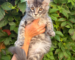 Кошки в Москве: Котята Мейн-кун Мальчик, 35 000 руб. - фото 1