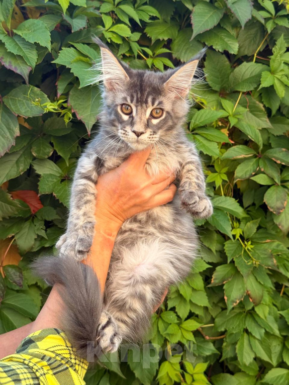 Кошки в Москве: Котята Мейн-кун Мальчик, 35 000 руб. - фото 1