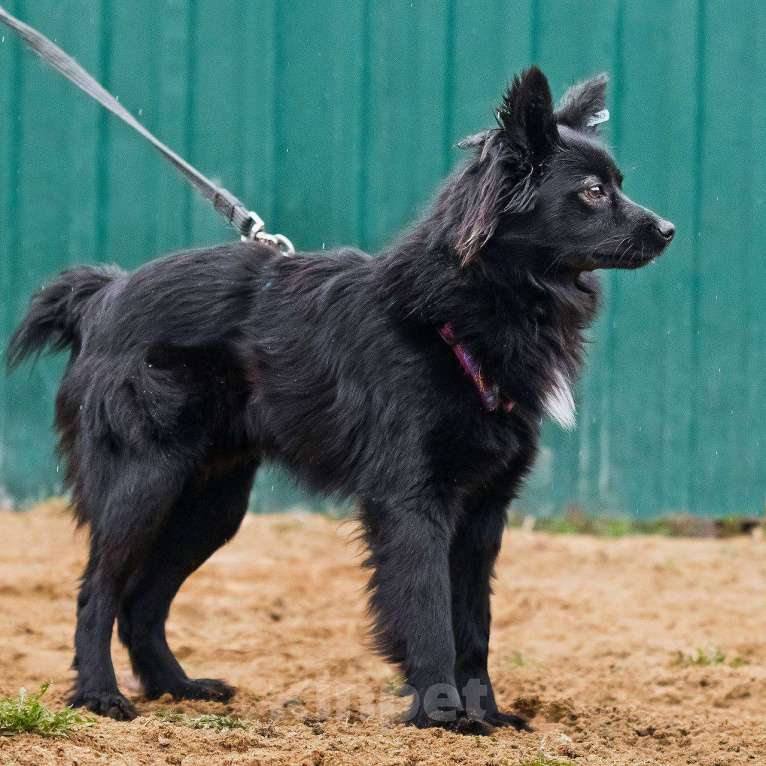 Собаки в других городах Московской области: Найт ищет семью Мальчик, Бесплатно - фото 6