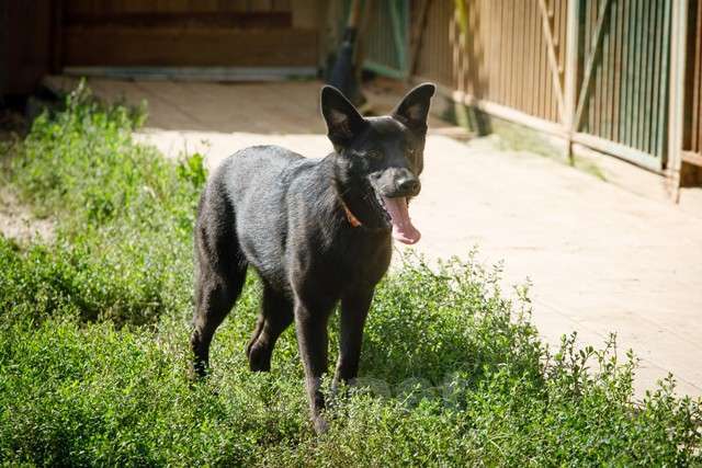 Собаки в Москве: Собака Дочка в добрые руки Девочка, Бесплатно - фото 5
