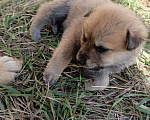 Собаки в других городах Краснодарского края: Щенок Акита-Ину Овчарка Мальчик Мальчик, Бесплатно - фото 3