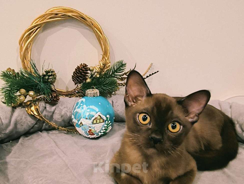 Кошки в Краснодаре: Сэм Мальчик, 70 000 руб. - фото 1