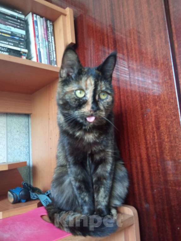 Кошки в Казани: Тигра Девочка, Бесплатно - фото 1