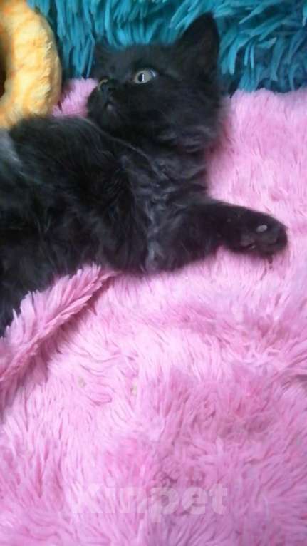 Кошки в Москве: Шотландские котята хайленд  Девочка, 8 000 руб. - фото 1