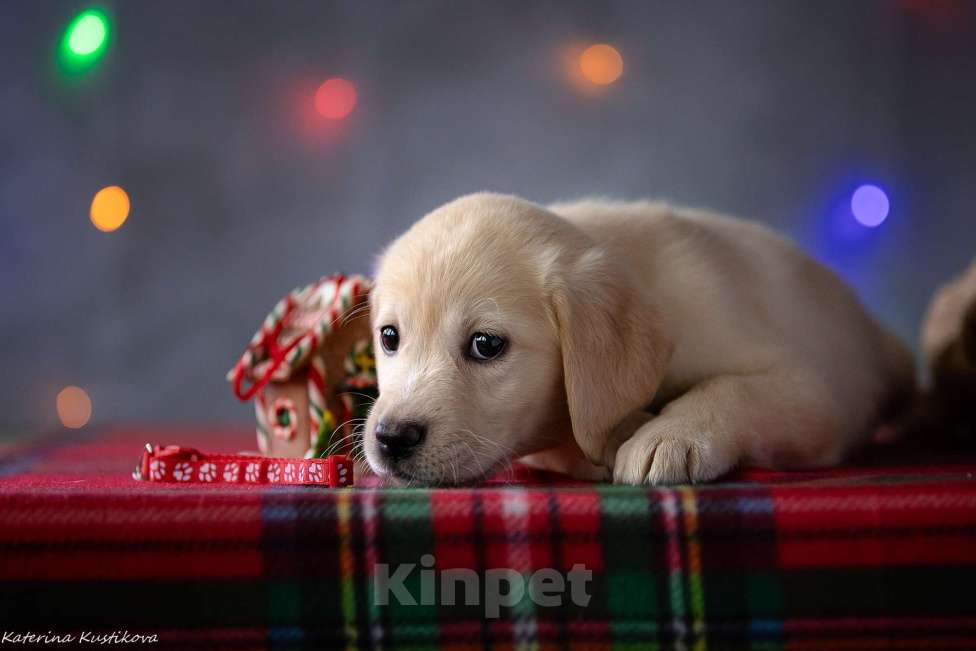 Собаки в Москве: Щенок лабрадора  Девочка, 80 000 руб. - фото 5