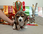 Собаки в Ангарске: Продажа щенков биглей Девочка, 80 000 руб. - фото 4