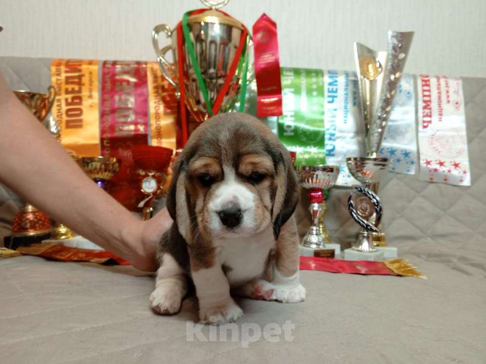 Собаки в Ангарске: Продажа щенков биглей Девочка, 80 000 руб. - фото 4