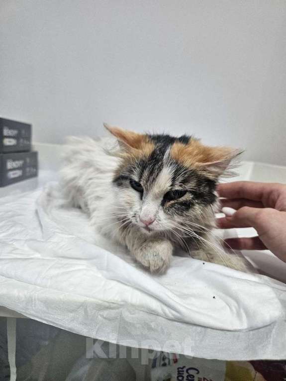 Кошки в Нижнем Новгороде: Добрая ласковая молодая кошка бесплатно  Девочка, Бесплатно - фото 3