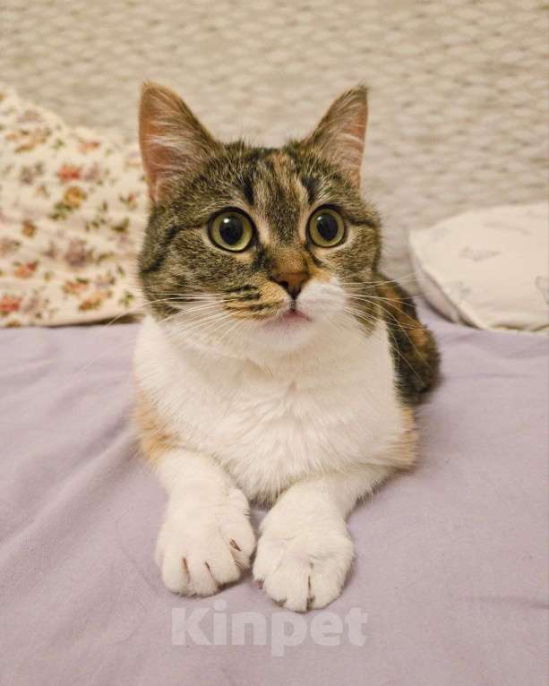 Кошки в Москве: Кошечку выгнали с передержки Девочка, Бесплатно - фото 1