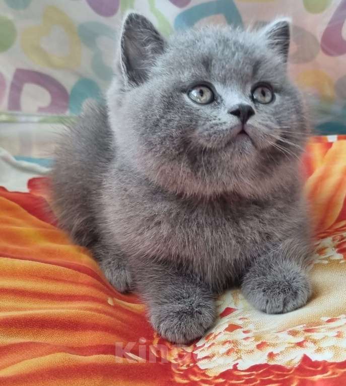 Кошки в Москве: Голубого окраса мальчик  Мальчик, 15 000 руб. - фото 5
