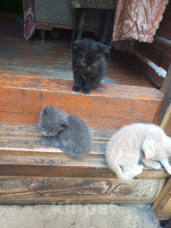 Кошки в Ореховом-Зуево: Очаровательный чёрный котёнок Мальчик, Бесплатно - фото 1
