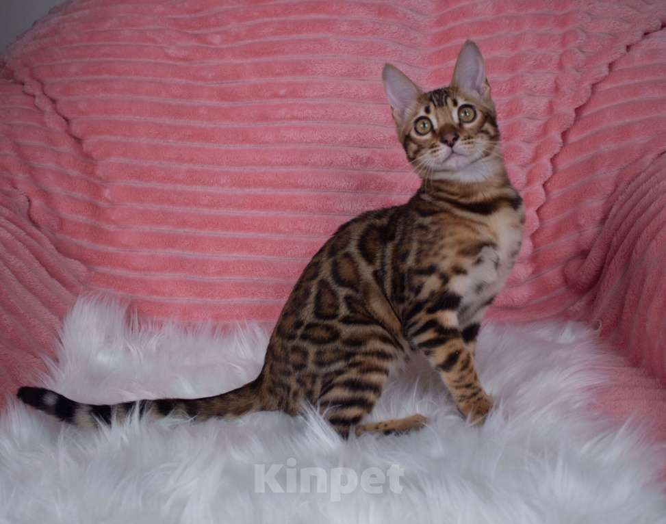 Кошки в Санкт-Петербурге: Бенгальский котенок мальчик Мальчик, 45 000 руб. - фото 5