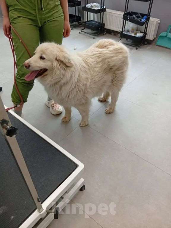 Собаки в Москве: Белка ищет дом и семью Девочка, Бесплатно - фото 2