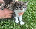 Кошки в Ногинске: Котята в добрые руки Разнополые, Бесплатно - фото 3