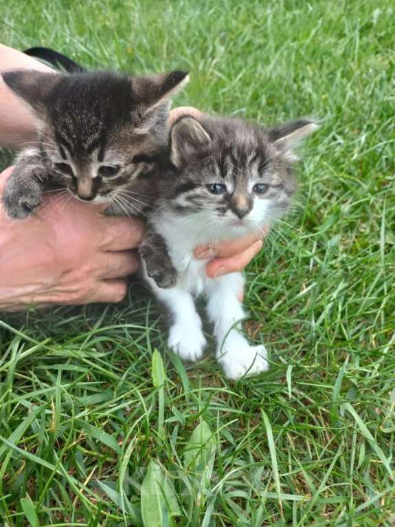 Кошки в Ногинске: Котята в добрые руки Разнополые, Бесплатно - фото 3