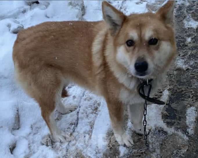 Собаки в Казани: потерялся мухтар! Мальчик, 888 888 руб. - фото 2