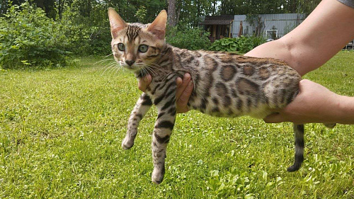 Бенгальский котенок