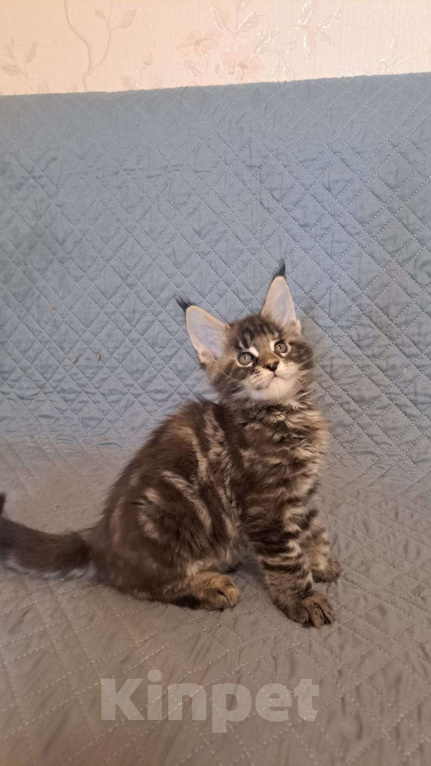 Кошки в Ярославле: Котенок девочка 2 Девочка, 35 000 руб. - фото 4