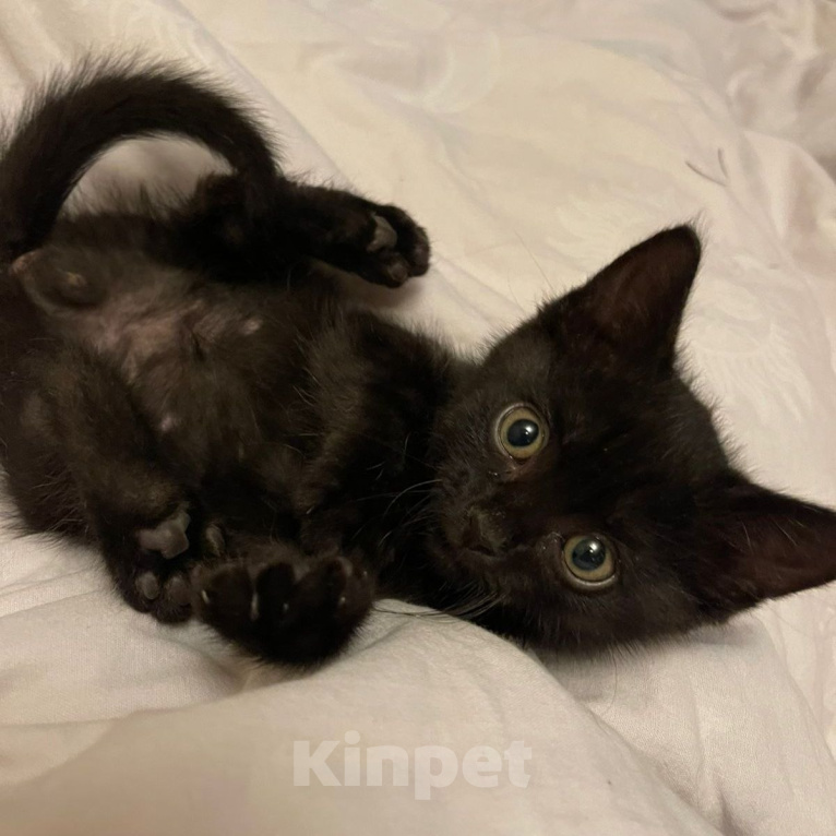 Кошки в Москве: Черный Коржик. Котенок 1,5 мес в добрые руки. Мальчик, Бесплатно - фото 1