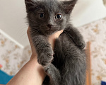 Кошки в Санкт-Петербурге: Котенок Ватрушка Девочка, Бесплатно - фото 5