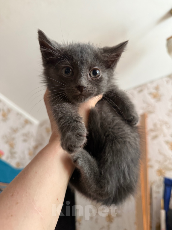 Кошки в Санкт-Петербурге: Котенок Ватрушка Девочка, Бесплатно - фото 5
