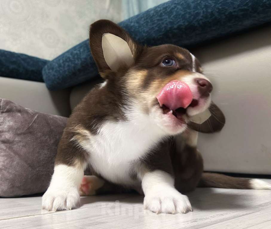 Собаки в других городах Московской области: Мальчуган шоколадан Мальчик, 35 000 руб. - фото 1