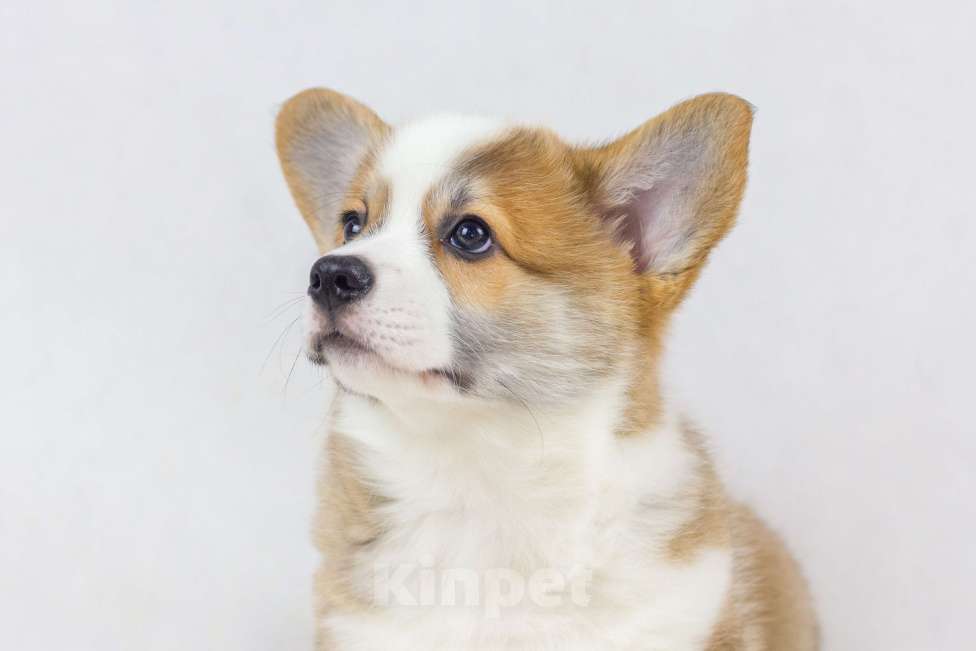 Собаки в Москве: Очаровательные щенки Вельш Корги Пемброк Мальчик, 70 000 руб. - фото 2