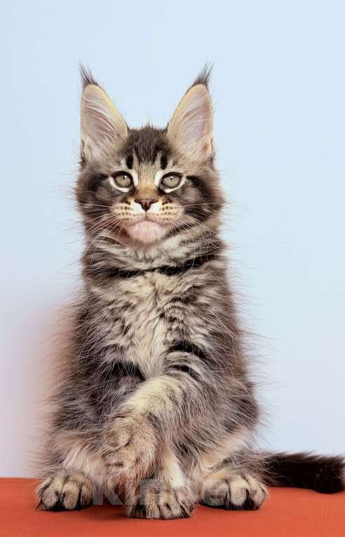 Кошки в других городах Московской области: Эффектная кокетка Девочка, 30 000 руб. - фото 5