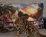 Кошки в Лебедяни: Бенгальский кот на вязку., 1 руб. - фото 3