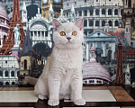 Кошки в Ульяновске: Британский котенок Мальчик, 25 000 руб. - фото 1