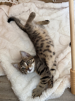 Котенок Гефест