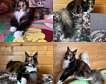 Кошки в других городах Московской области: Кошка Девочка, 15 000 руб. - фото 1