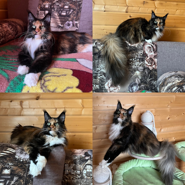 Кошки в других городах Московской области: Кошка Девочка, 15 000 руб. - фото 1