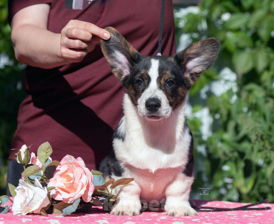 Собаки в Москве: Вельш корги кардиган щенок Мальчик, 80 000 руб. - фото 4