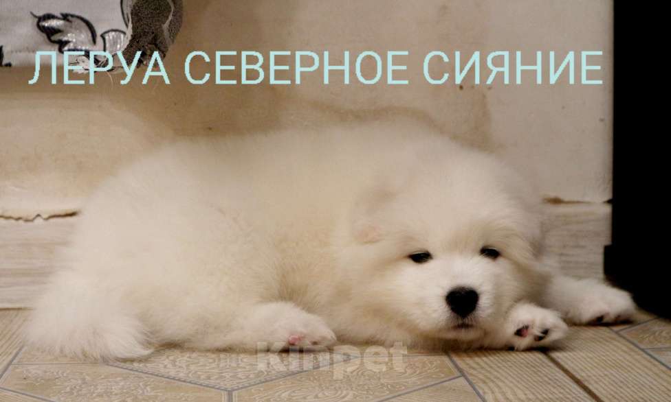 Собаки в Череповце: Самоедская Собака, щенок Мальчик, 80 000 руб. - фото 1