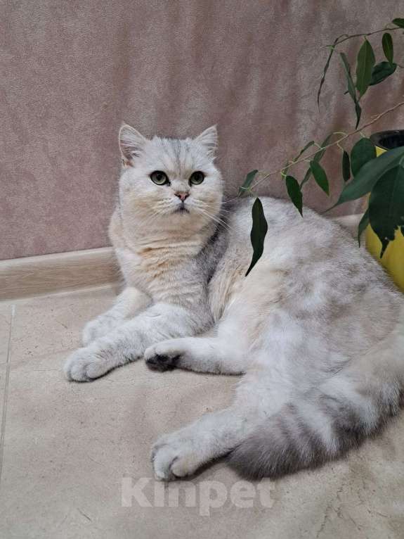 Кошки в Сочи: Шотландский кот вязка  Мальчик, 5 000 руб. - фото 2