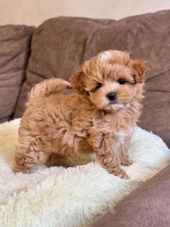 Собаки в Красноярске: Мальтипу, щенок Мальчик, 180 000 руб. - фото 1