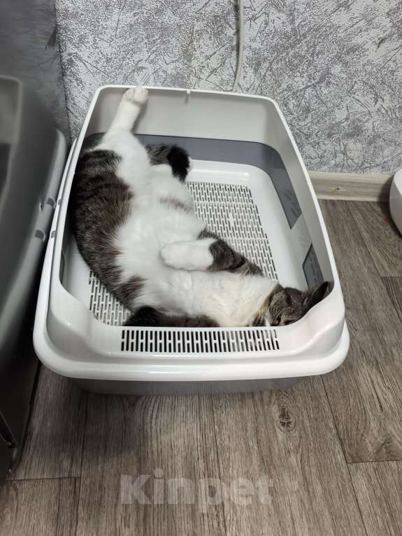 Кошки в Петрозаводске: Протестующего кота в любящую семью Мальчик, Бесплатно - фото 3