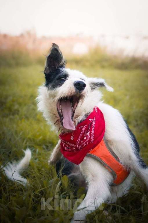 Собаки в Москве: Весельчак Добби в поисках семьи Мальчик, Бесплатно - фото 9