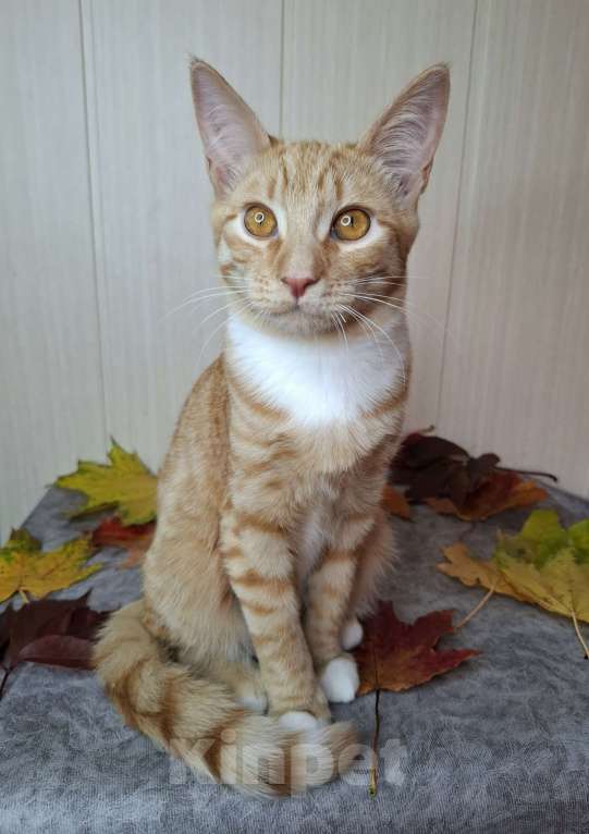 Кошки в Москве: Котёнок с глазами апельсинового цвета в добрые руки  Мальчик, Бесплатно - фото 3