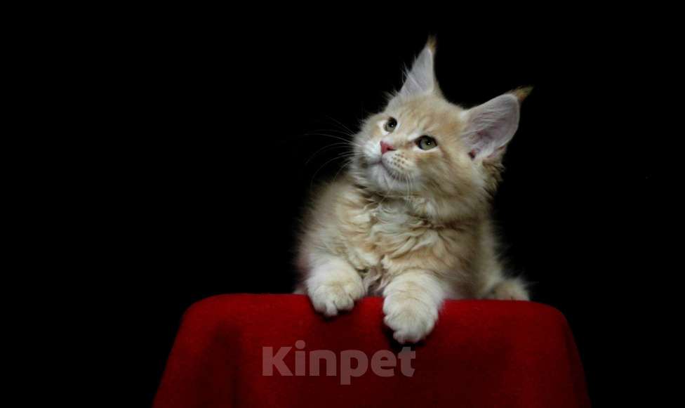 Кошки в Иваново: Котёнок мейн кун ( кремовый мрамор е 22 ).  Мальчик, 45 000 руб. - фото 7