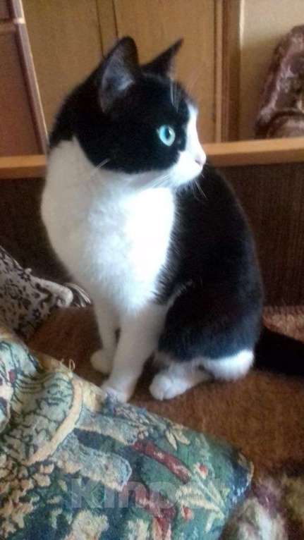 Кошки в Королеве: Добрая кошечка в добрые руки Девочка, Бесплатно - фото 2