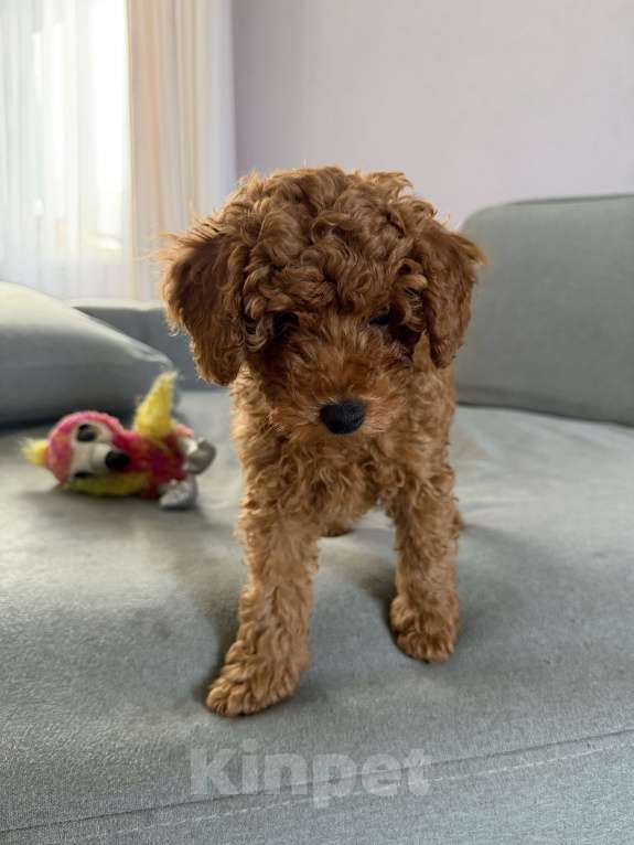 Собаки в Ульяновске: Мальтипу Мальчик, 55 000 руб. - фото 2