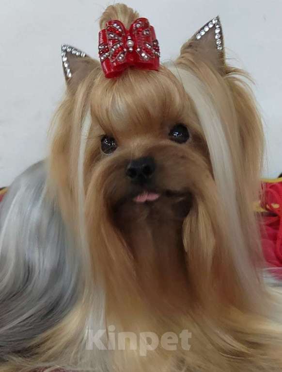 Собаки в Москве: Йоркширский терьер. Щенок Девочка, Бесплатно - фото 4