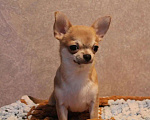 Собаки в Лобне: Чихуахуа мальчик Мальчик, 40 000 руб. - фото 1