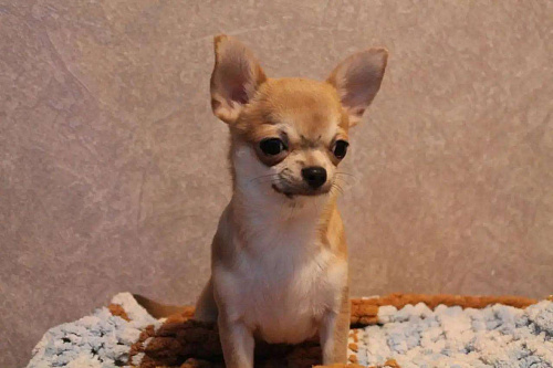 Чихуахуа мальчик